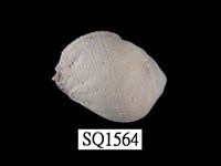 藏品(紫口珊瑚螺)的圖片